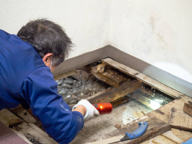 Best Emergency Mold Remediation in Darien, WI