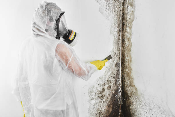 Trusted Darien, WI Mold Remediation Experts