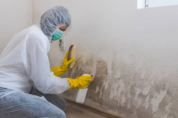 Best Attic Mold Remediation in Darien, WI