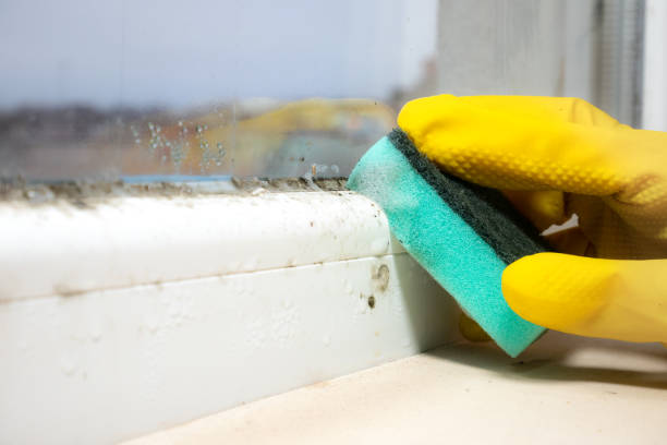 Best Localized Mold Remediation (e.g., coastal areas, humid climates) in Darien, WI