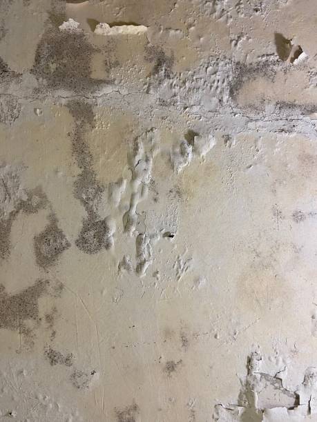 Best Black Mold Remediation in Darien, WI