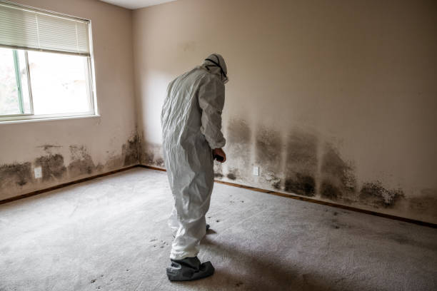 Best DIY Mold Remediation Support Services in Darien, WI