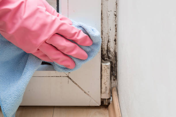 Best Mold Remediation for Specific Building Types in Darien, WI