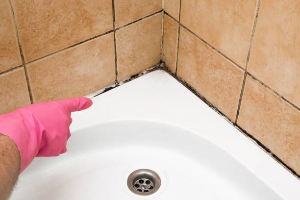 Best Health and Safety Mold Remediation in Darien, WI